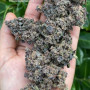 Семена конопли PURPLE PUNCH Auto от Fast Buds