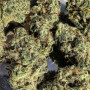 Насіння конопель BRUCE BANNER Auto від Fast Buds