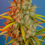 Cannabis seeds BLUE DREAM Auto from Fast Buds