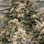 Семена конопли LEMON AK Auto от Fast Buds
