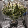 Cannabis seed variety Ginger Punch Auto