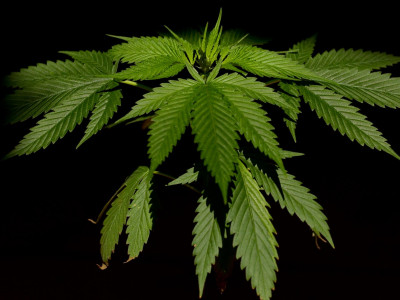 Cannabis hermaphroditism - what is it