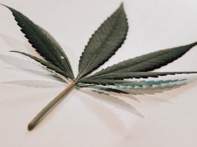 Cannabis Mutations – Amazing Facts