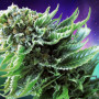 Cannabis seed variety Northern Lights Feminised Silver