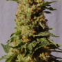 Cannabis seed variety BCN Diesel CBD