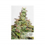 Cannabis seeds CBD AUTO COMPASSION LIME® from Dutch Passion