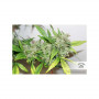 Cannabis seeds CBD AUTO COMPASSION LIME® from Dutch Passion