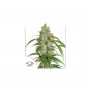 Cannabis seeds CBD AUTO WHITE WIDOW® from Dutch Passion