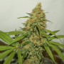 Cannabis seeds CBD KUSH® from Dutch Passion