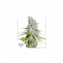 Cannabis seeds  CBD SKUNK HAZE® from Dutch Passion