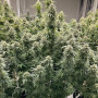Cannabis seeds  CBD SKUNK HAZE® from Dutch Passion