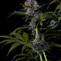 Семена конопли Purple LEMONADE_FF от Fast Buds
