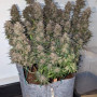 Семена конопли Original AUTO CHEESE от Fast Buds