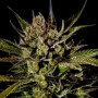 Cannabis seed variety Cheese Feminised Gold