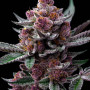 Семена конопли Cherry Poppers от Barney's Farm
