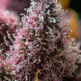 Семена конопли Cherry Poppers от Barney's Farm