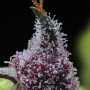 Семена конопли Cherry Poppers от Barney's Farm