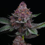 Семена конопли Cherry Poppers от Barney's Farm
