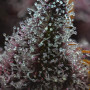 Семена конопли Cherry Poppers от Barney's Farm