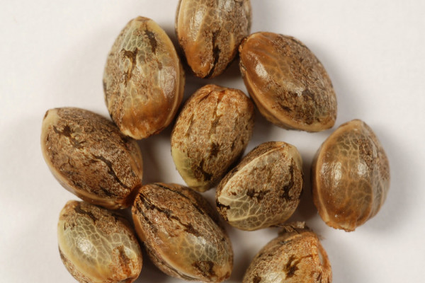 Что такое регулярные семена марихуаны