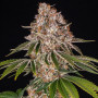 Семена конопли Cookie Casket от Barney's Farm