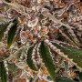 Семена конопли Cookie Casket от Barney's Farm