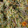Cannabis seeds COOKIES KUSH AUTO from Barney's Farm