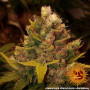 Cannabis seeds COOKIES KUSH from Barney's Farm