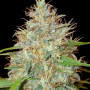 Cannabis seed variety Auto Afghan Kush Feminised Gold