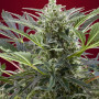 Cannabis seeds CREAM 47® from Sweet Seeds