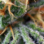 Cannabis seeds INDIGO BERRY KUSH® from Sweet Seeds