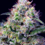 Cannabis seeds CREAM CARAMEL® from Sweet Seeds