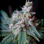 Cannabis seeds CREAM CARAMEL F1 FAST VERSION® from Sweet Seeds