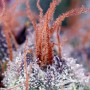 Cannabis seeds CREAM MANDARINE F1 FAST VERSION® from Sweet Seeds