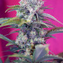 Cannabis seed variety Auto Cream Mandarine XL Feminised Silver