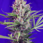 Cannabis seeds CREAM MANDARINE F1 FAST VERSION® from Sweet Seeds