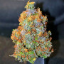 Сорт семян каннабиса Auto Cream Mandarine XL Feminised Silver