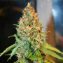 Cannabis seed variety Auto Kali Mist Feminised Gold