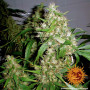 Cannabis seeds CRITICAL KUSH AUTO from Barney's Farm