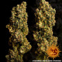 Cannabis seeds CRITICAL KUSH from Barney's Farm