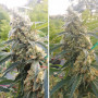 Cannabis seeds CRITICAL ORANGE PUNCH® from Dutch Passion