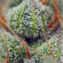 Cannabis seeds CRYSTAL CANDY® from Sweet Seeds