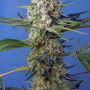 Cannabis seeds CRYSTAL CANDY F1 FAST VERSION® from Sweet Seeds