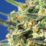 Cannabis seeds CRYSTAL CANDY F1 FAST VERSION® from Sweet Seeds