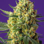 Cannabis seeds CRYSTAL CANDY XL AUTO® from Sweet Seeds