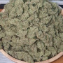 Семена конопли GORILLA Auto (GORILLA GLUE Auto) от Fast Buds
