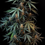Cannabis seeds Original AUTO NORTHERN LIGHTS from Fast Buds
