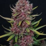 Семена конопли ZTRAWBERRIEZ Auto от Fast Buds