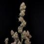 Семена конопли Original AUTO AK от Fast Buds
