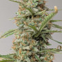 Семена конопли Z-Up Auto™ от Fast Buds